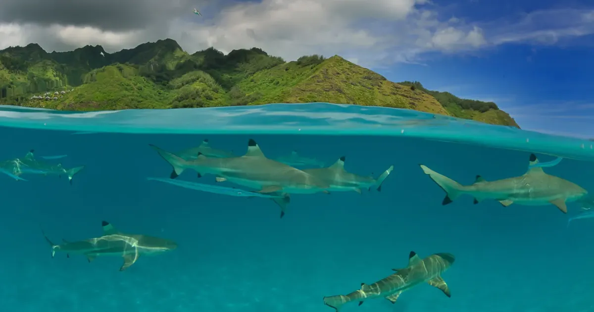 Blacktip reef sharks in clear shallow water with the green peaks of Moorea behind