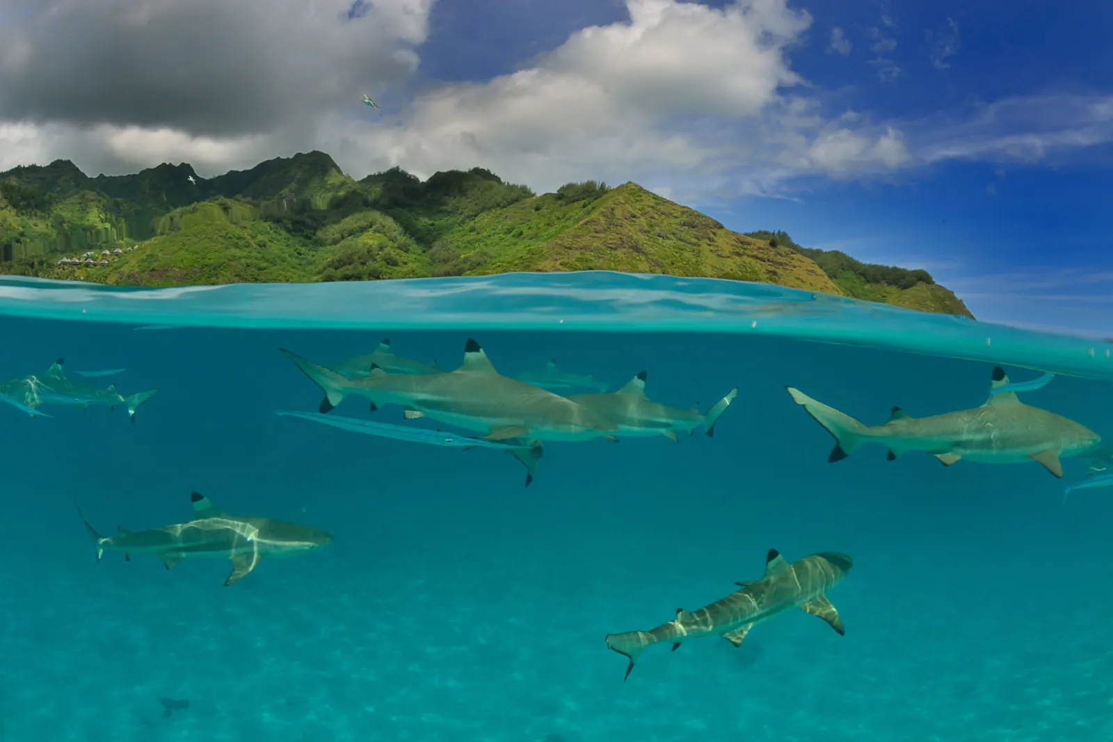 Split view of blacktip reef sharks in clear lagoon water below green volcanic peaks