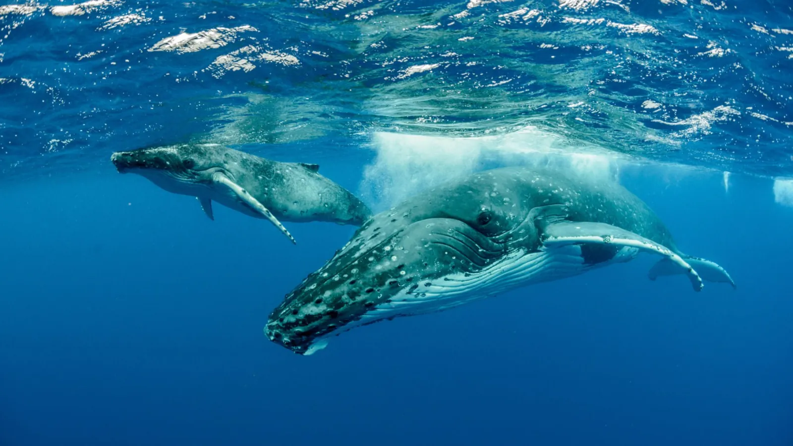 Humpback mother and calf resting just below the surface in blue water