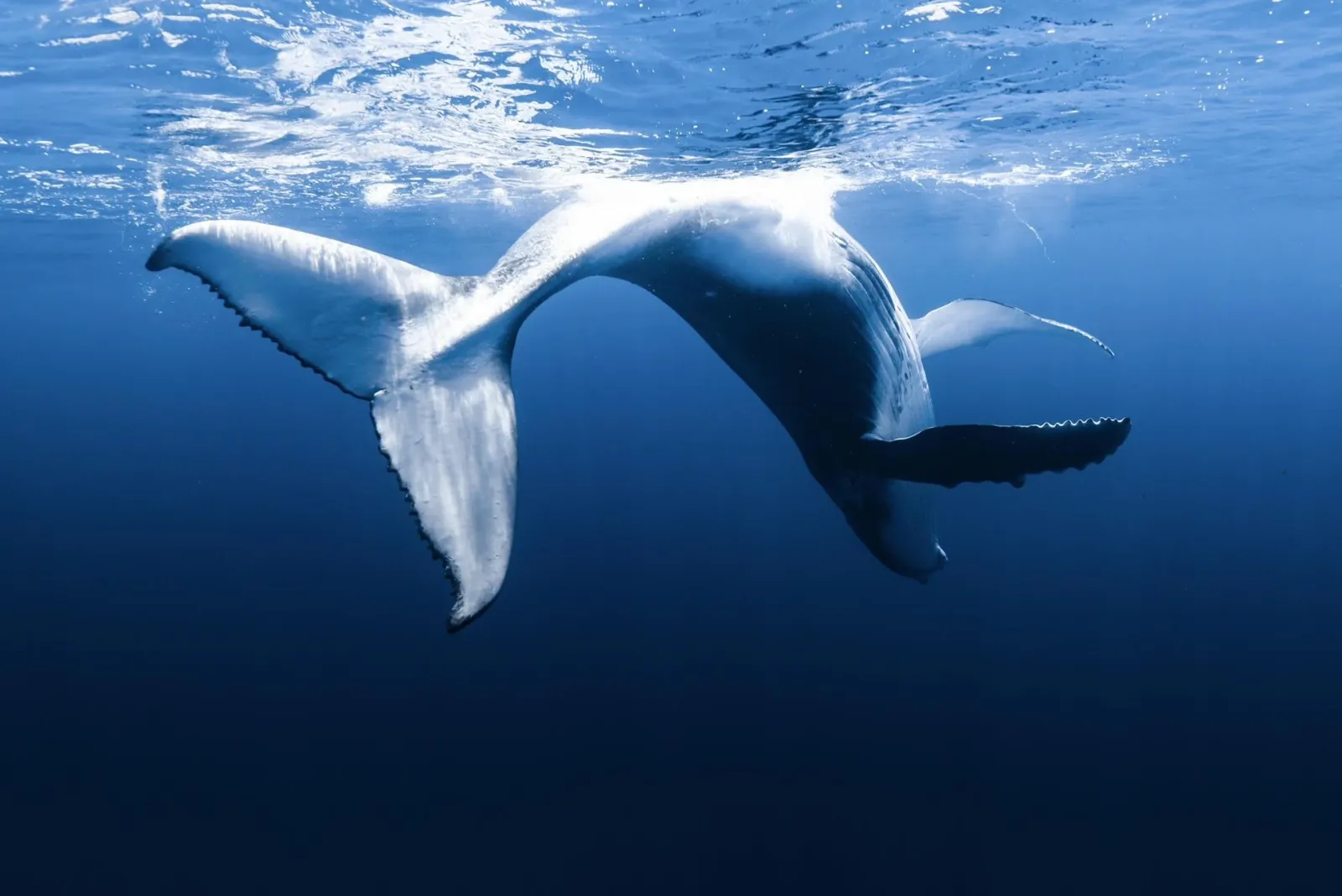 Humpback whale arching its body underwater, tail and fins curved