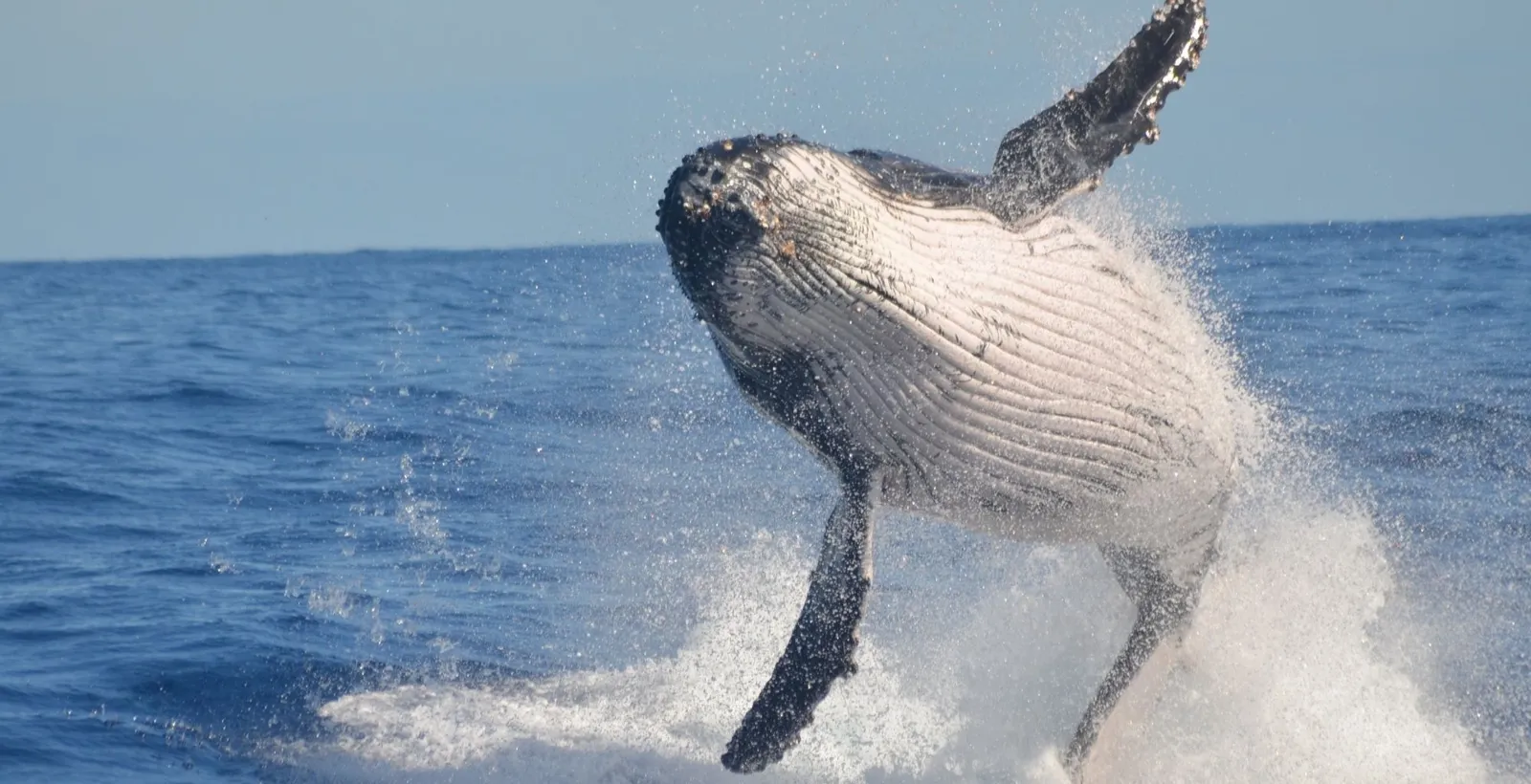 Humpback whale breaching out of the open ocean in a burst of spray