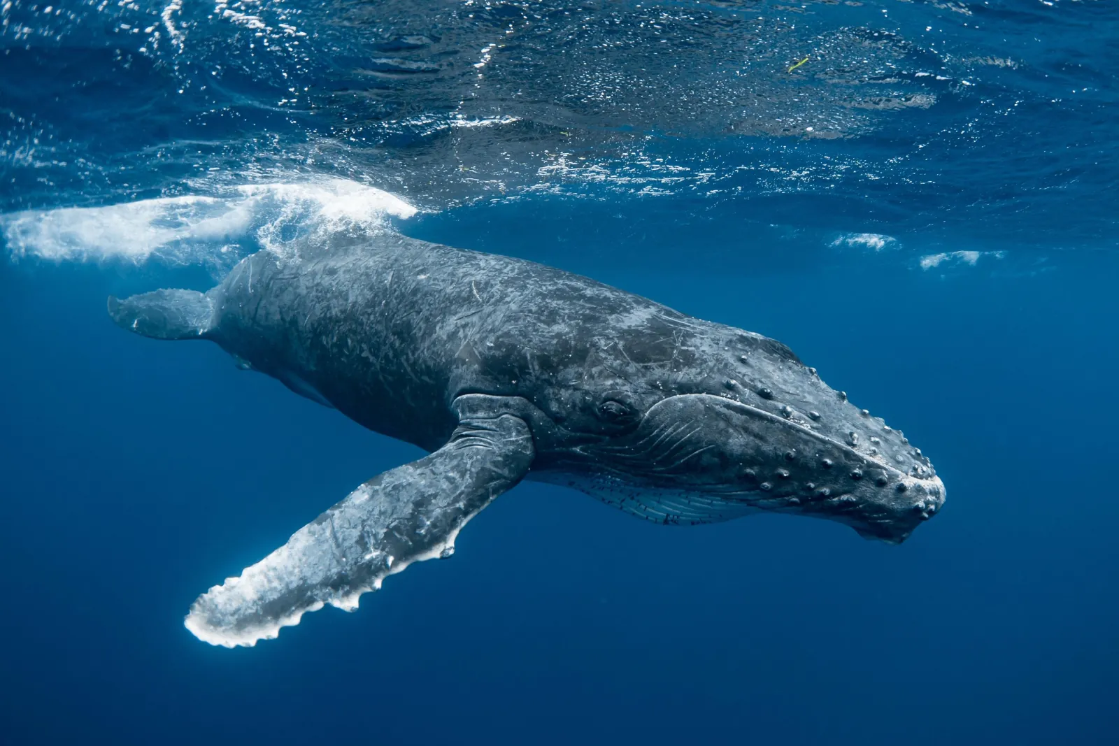 Humpback whale gliding underwater with one pectoral fin extended