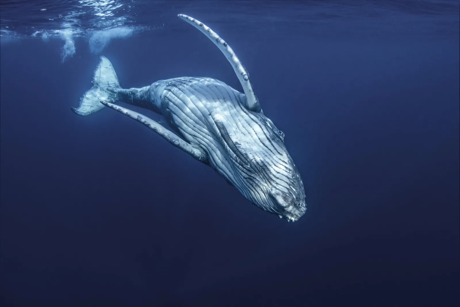 Humpback whale diving head down in dark blue water with its fins raised