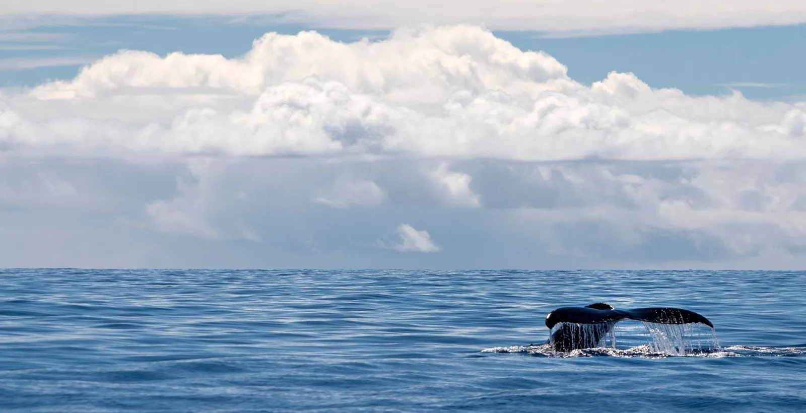 Humpback whale tail lifting from a calm blue sea under white clouds