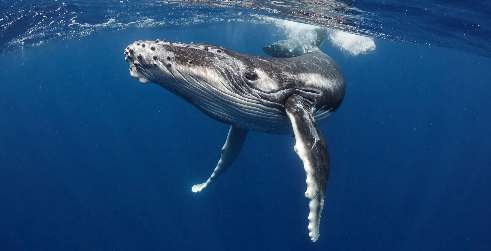 Humpback whale swimming toward the camera underwater, long white pectoral fins spread
