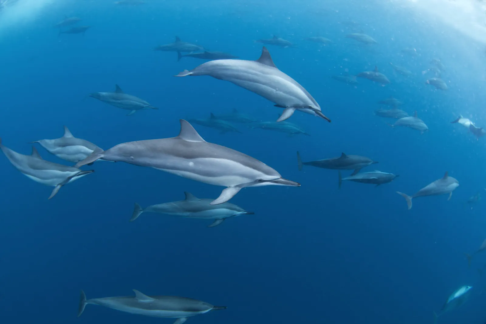 Pod of spinner dolphins swimming underwater in blue water