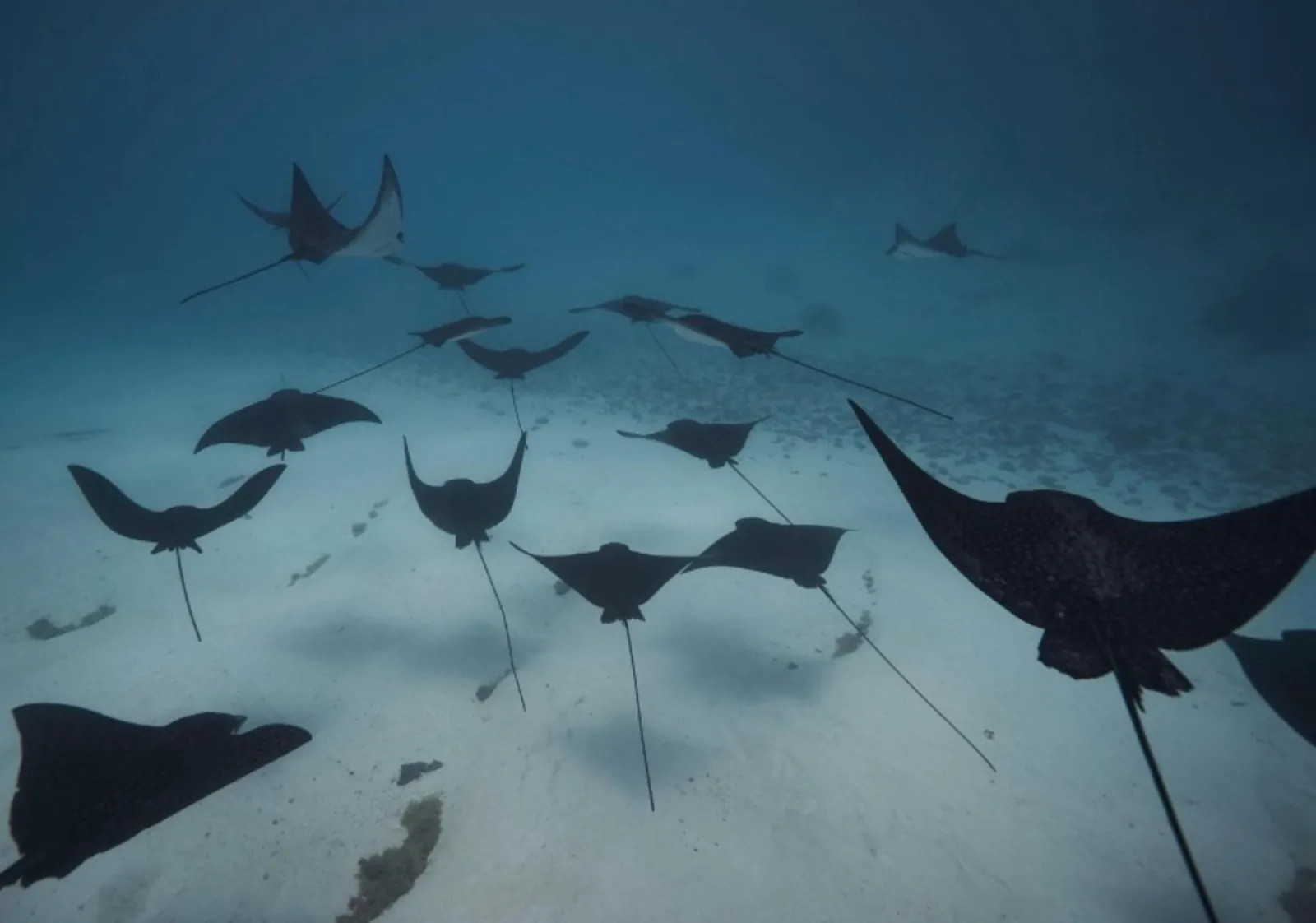 Group of spotted eagle rays gliding over a sandy lagoon floor