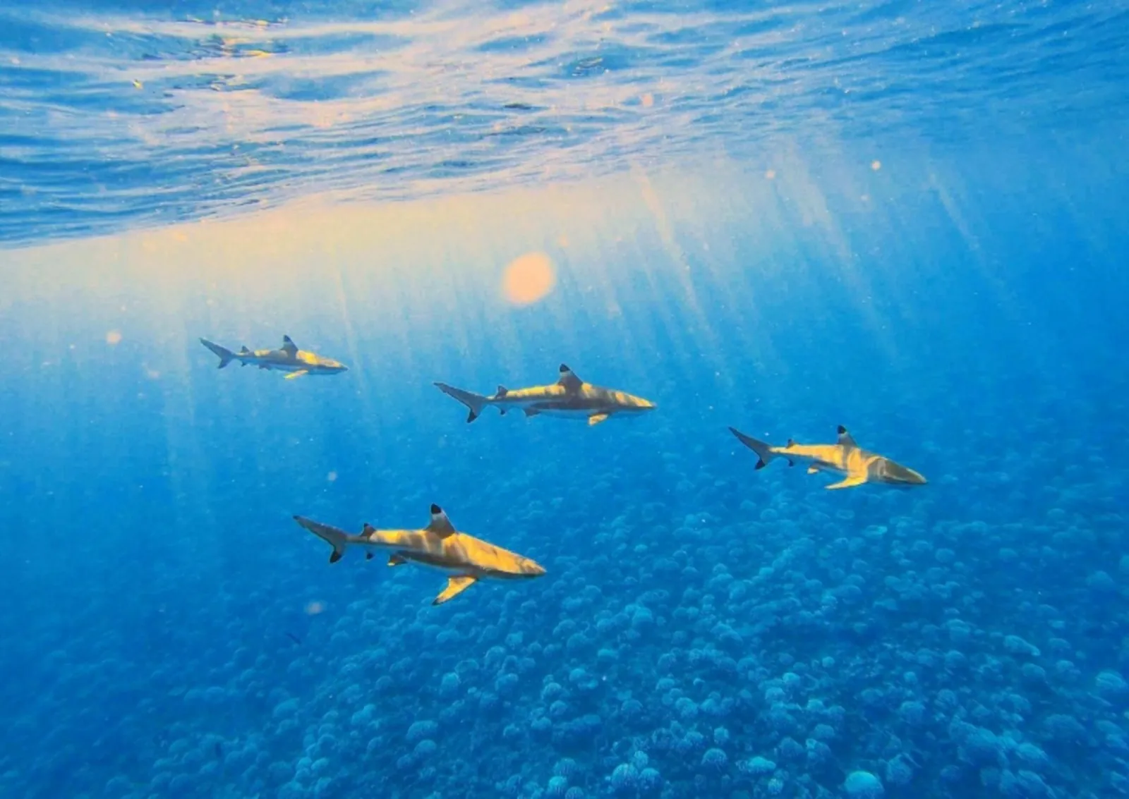 Four blacktip reef sharks swimming in sunlit blue water