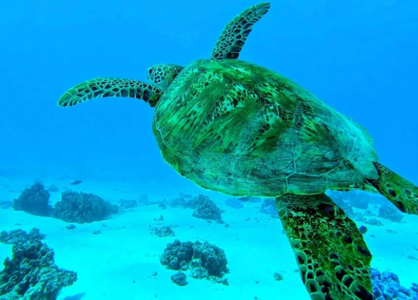 Green sea turtle swimming over coral heads in clear lagoon water