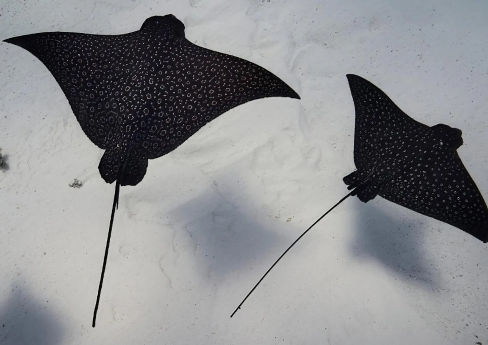 Two spotted eagle rays over white sand seen from above