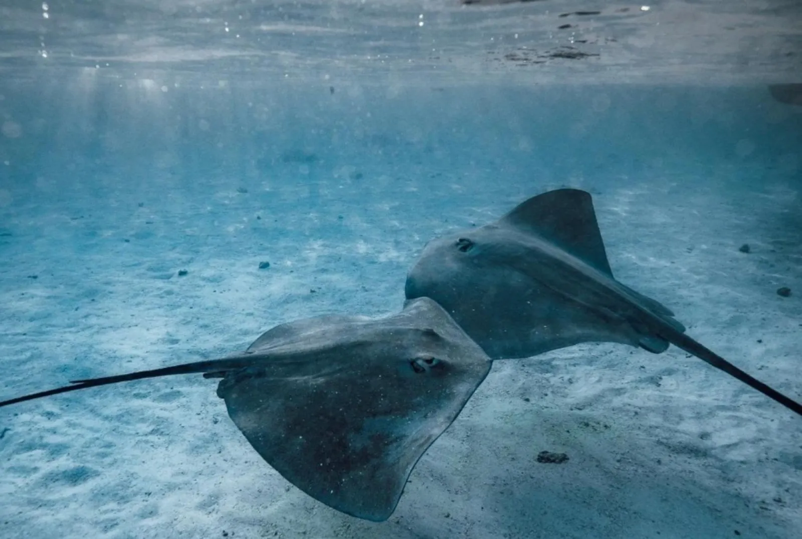Two stingrays swimming over the sandy bottom of the lagoon