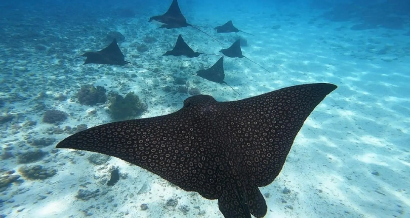 Spotted eagle rays gliding over the sandy lagoon floor
