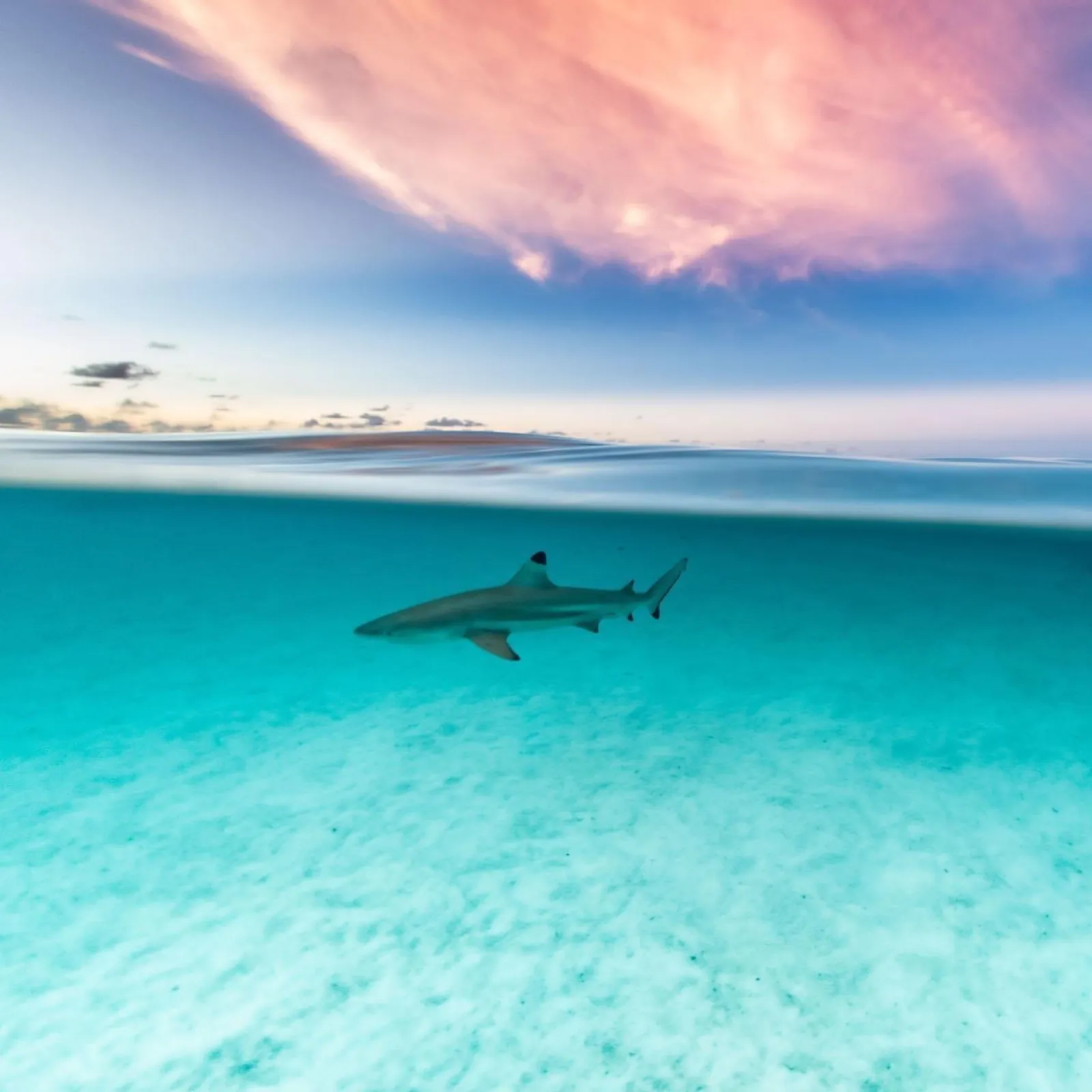 Blacktip reef shark in clear turquoise water under a pink sky