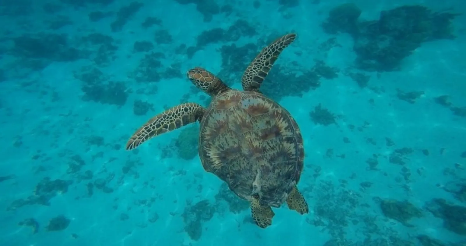 Green sea turtle swimming over coral in the lagoon