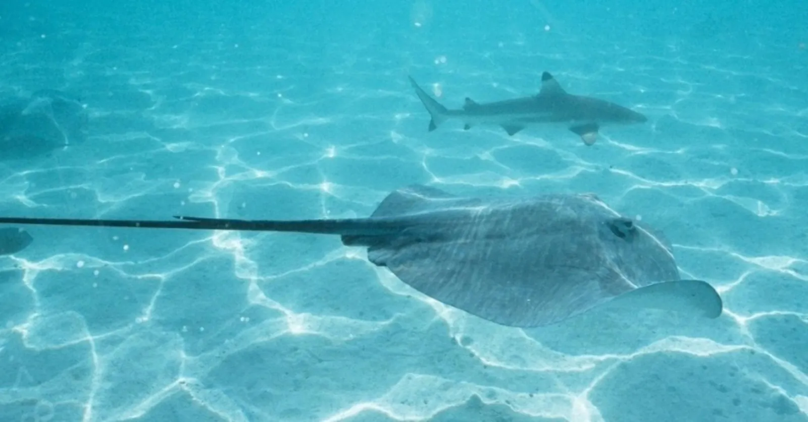Stingray and blacktip reef shark over rippled white sand