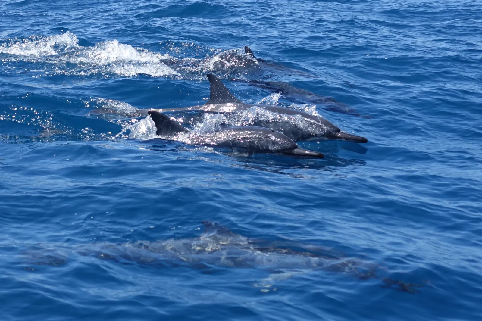Pod of dolphins swimming at the surface of the open ocean