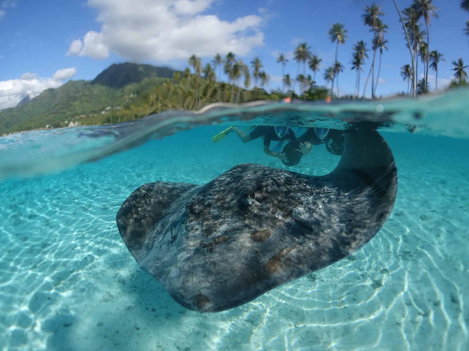 Split-level view of a stingray in shallow water below a palm-lined Moorea shore