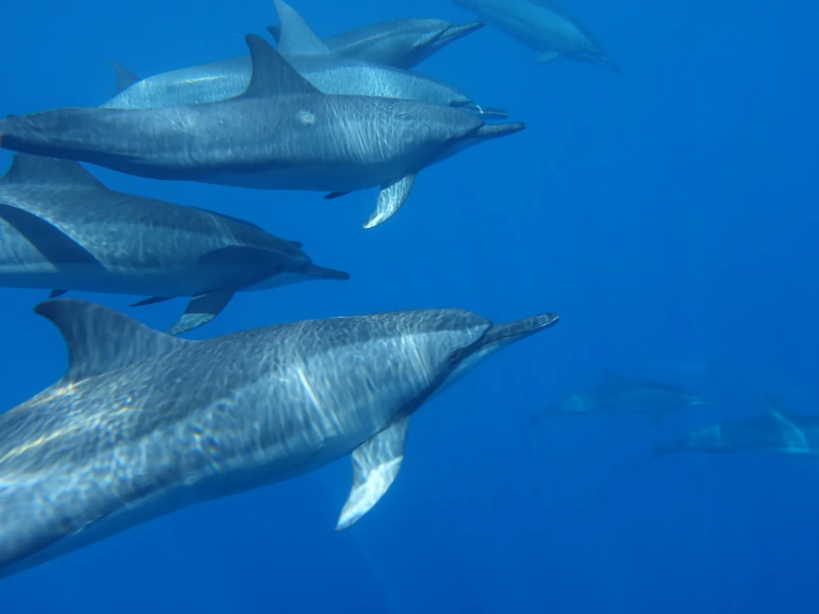 Dolphins swimming together in clear blue water