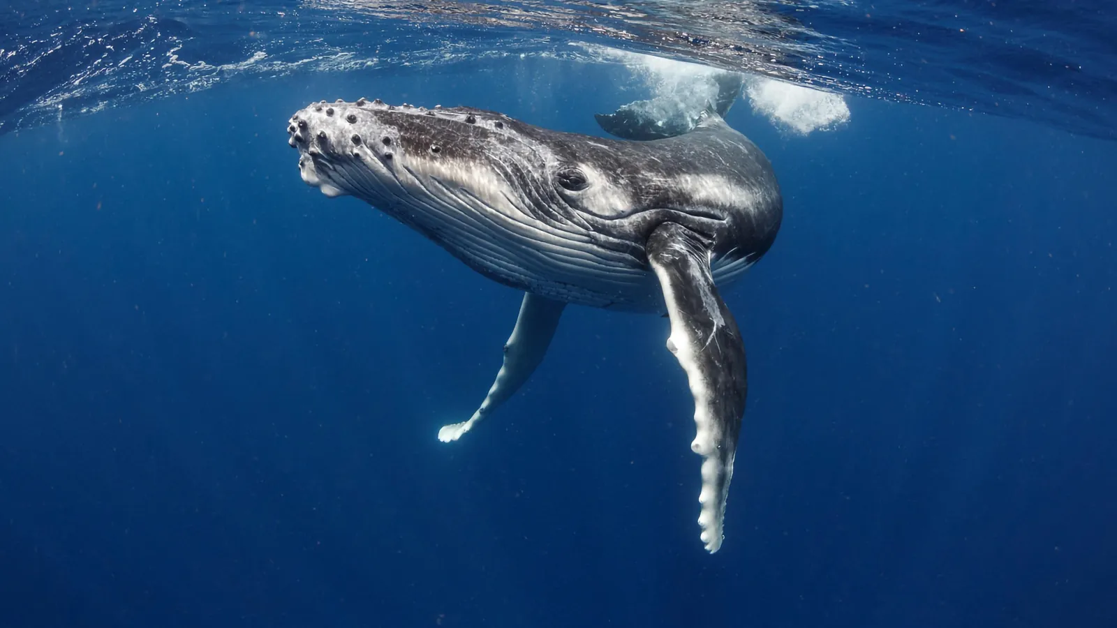 Young humpback whale swimming toward the camera just under the surface