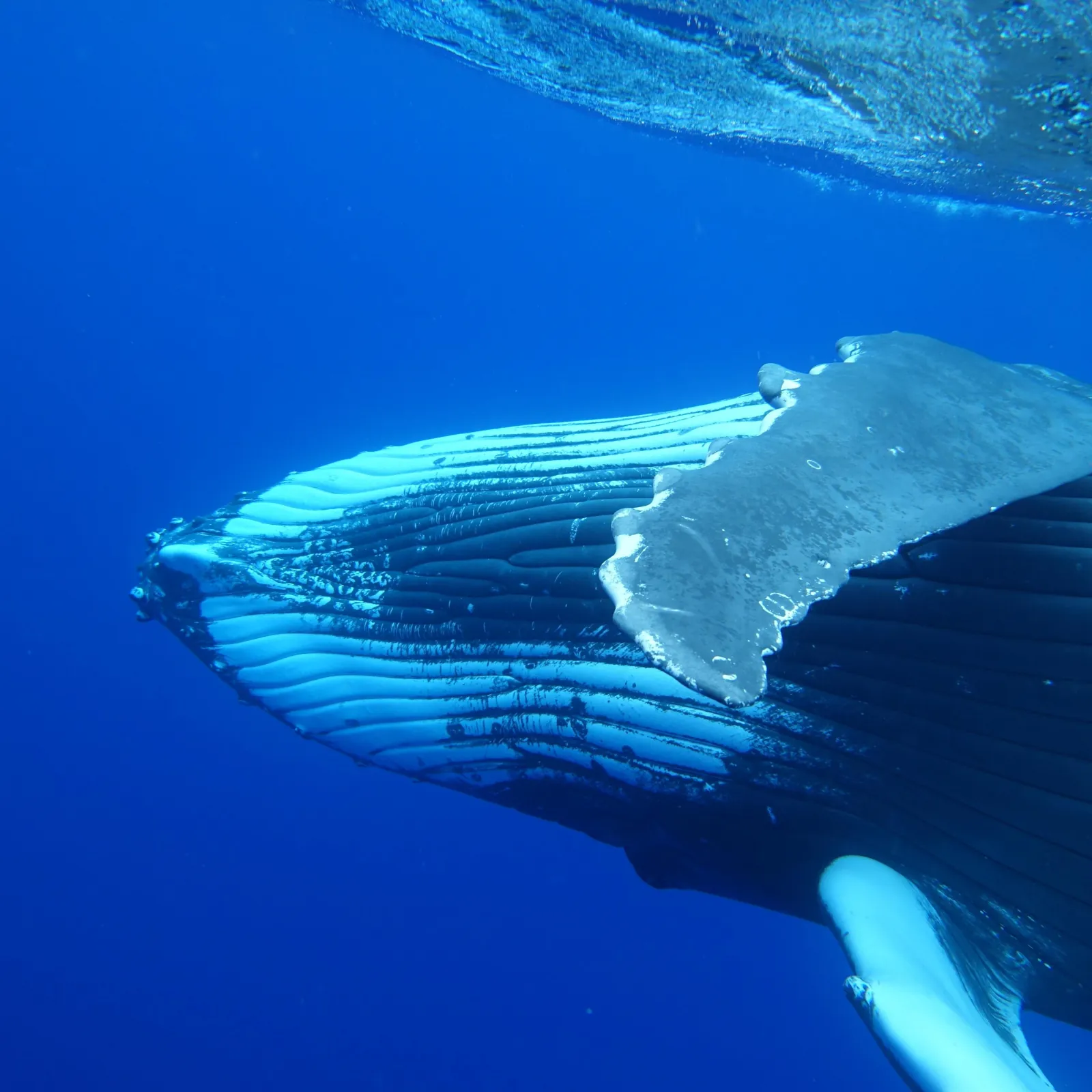 Close view of a humpback whale's throat grooves and pectoral fin in blue water