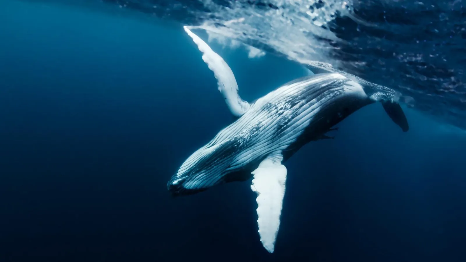 Humpback whale rolling beneath the surface with a white pectoral fin raised