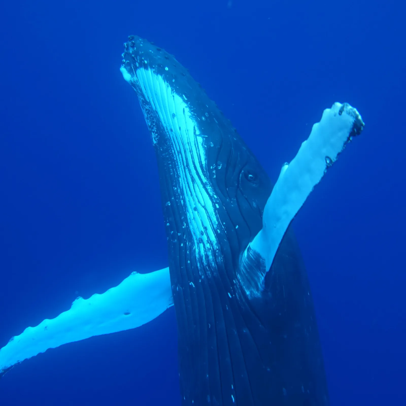 Humpback whale rising head-up with both pectoral fins outstretched