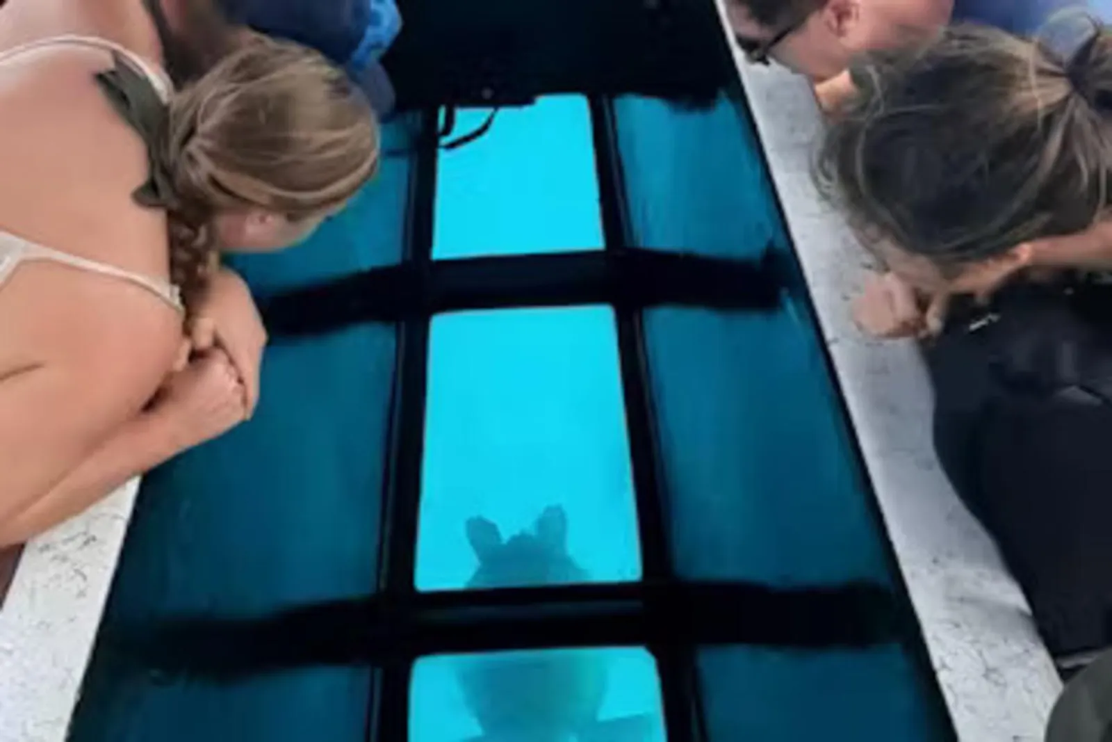 Guests looking through the glass-bottom panels at a turtle below the boat