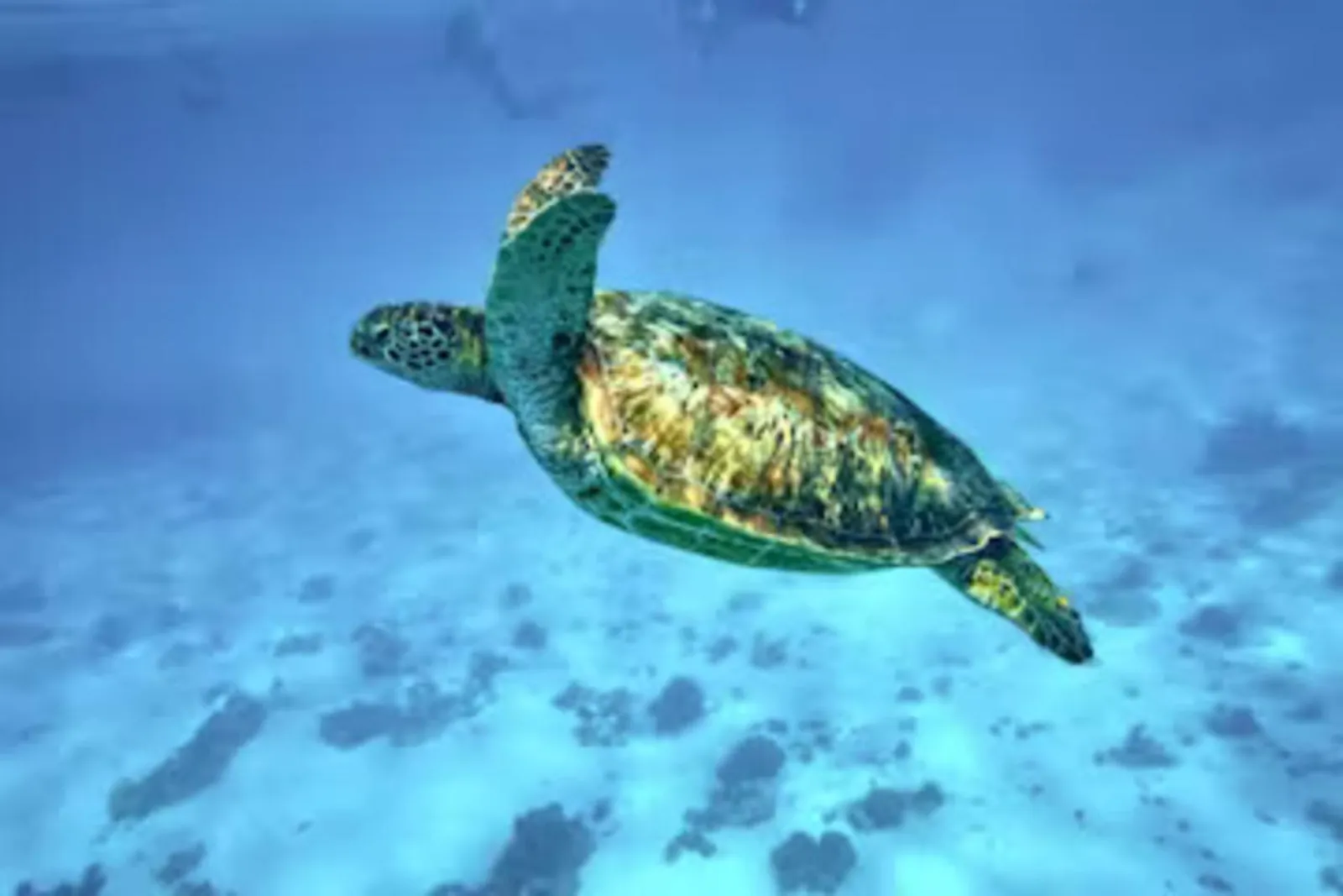 Green sea turtle swimming above the lagoon floor
