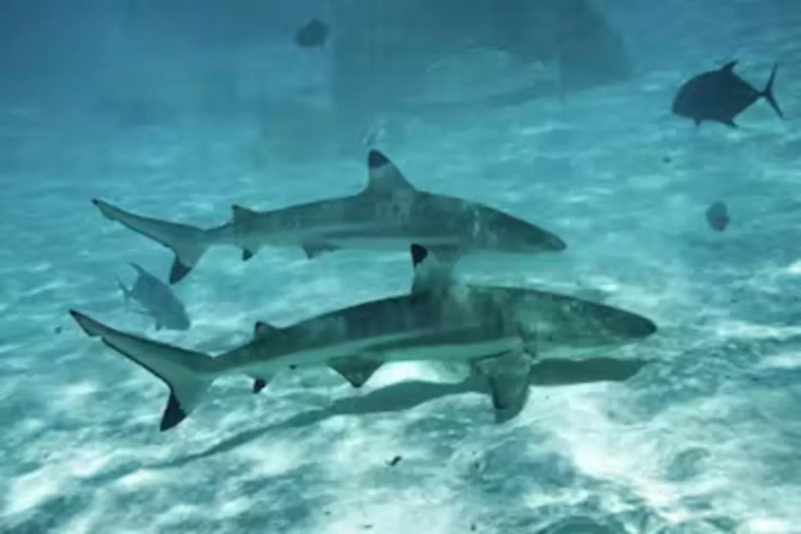 Two blacktip reef sharks over white sand in shallow water