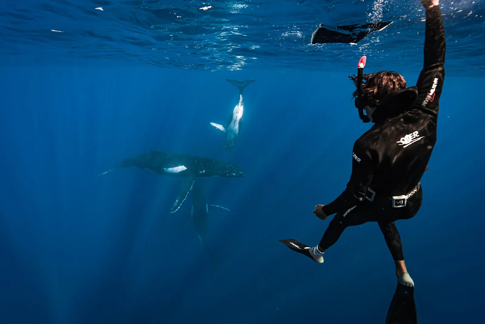 Snorkeler in a wetsuit above a humpback whale mother and calf in deep blue water