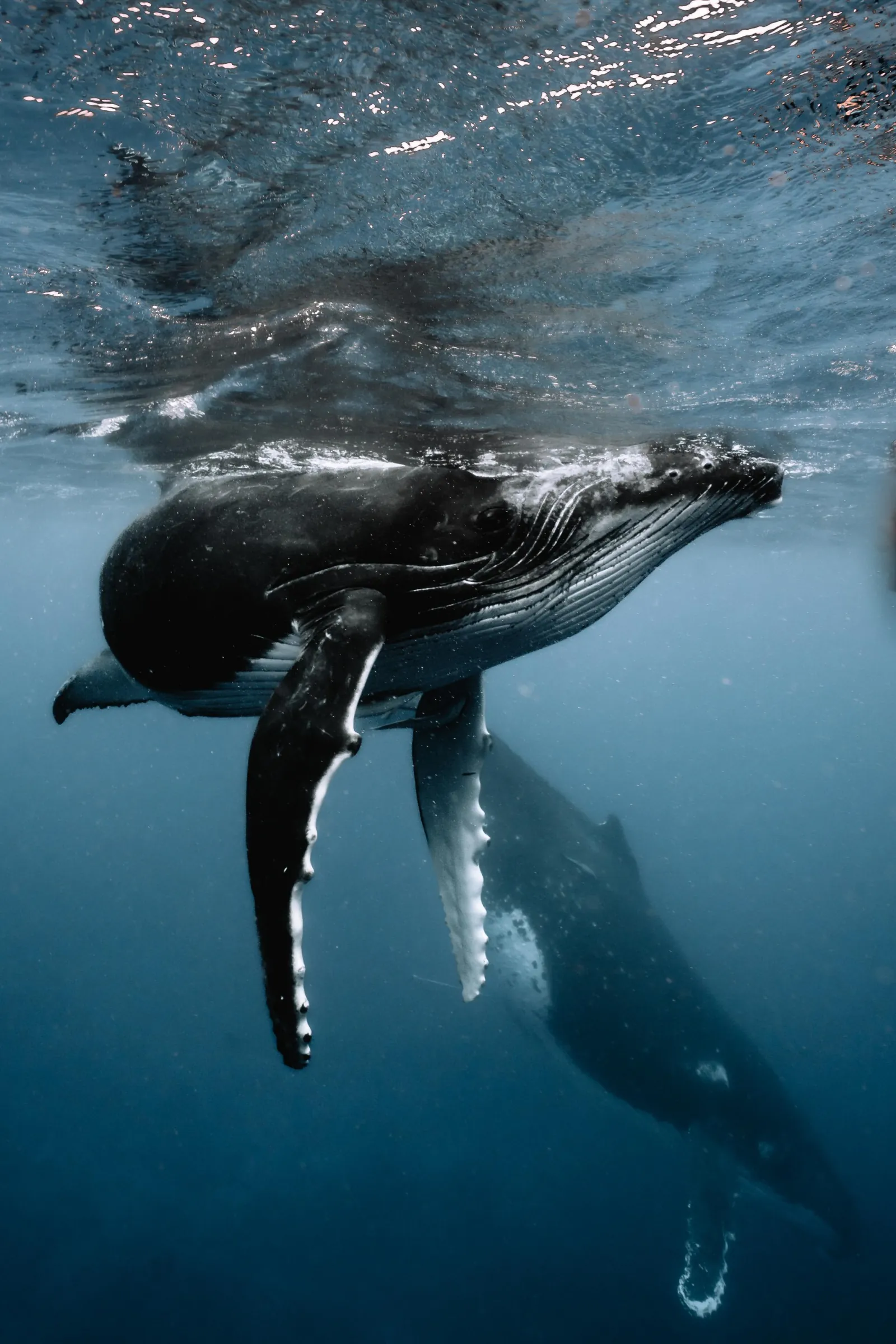 Humpback whale calf swimming just below the surface above its mother