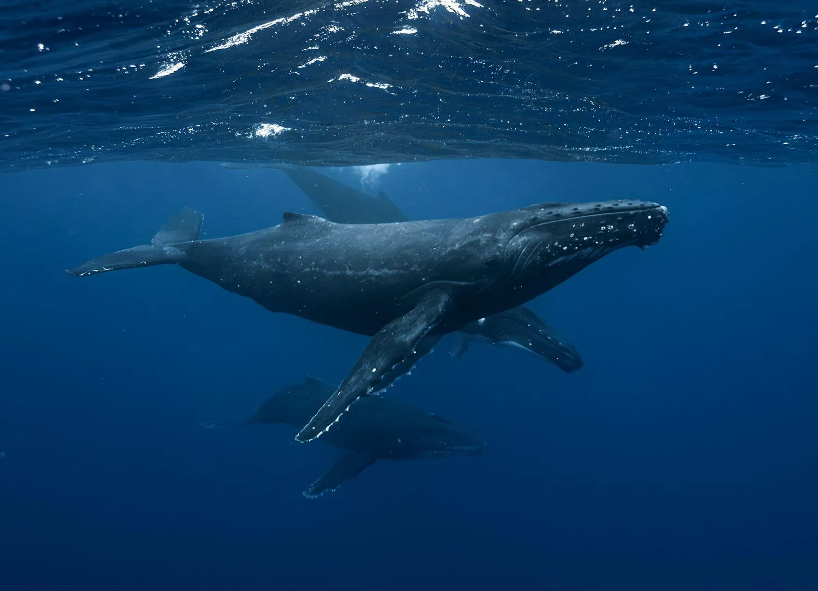 Humpback whale mother with her calf swimming beneath the ocean surface