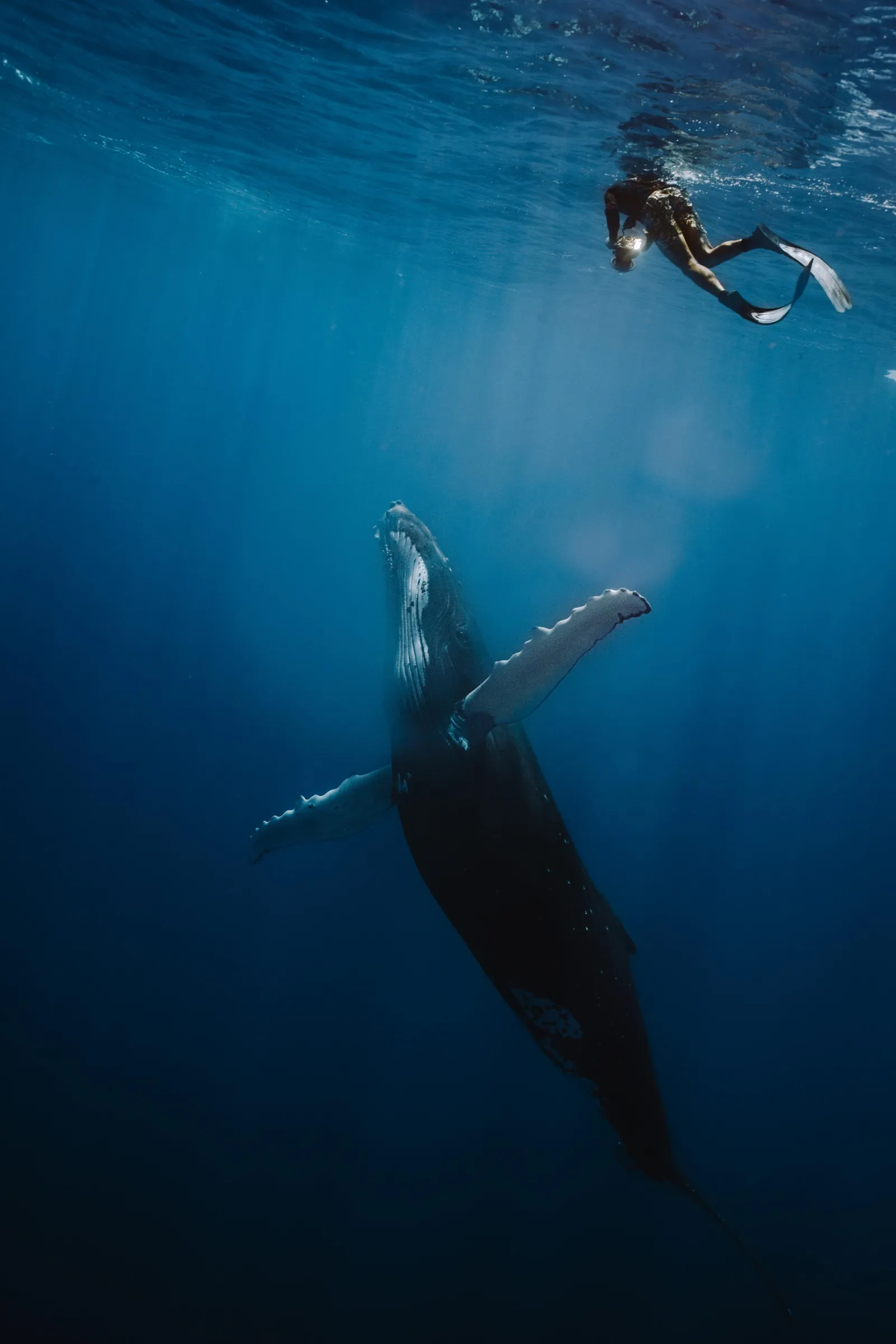 Snorkeler at the surface above a humpback whale rising from the deep