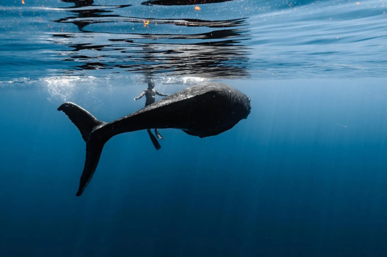 Moorea Half-Day Whale Watching Tour (Watch or Swim)
