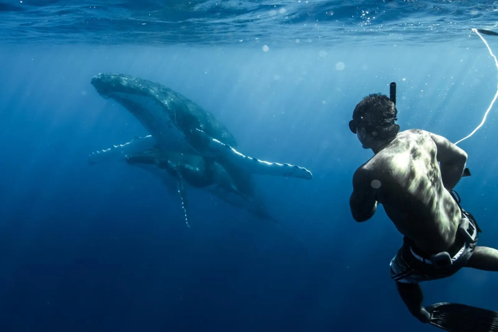 Snorkeler watching a humpback whale and calf in deep blue water