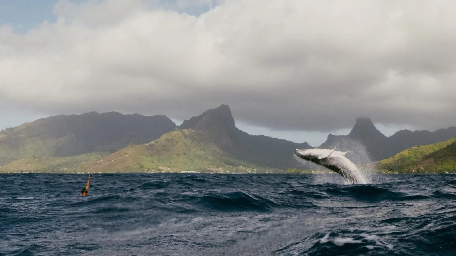 Humpback whale breaching off Moorea with the island's mountains behind