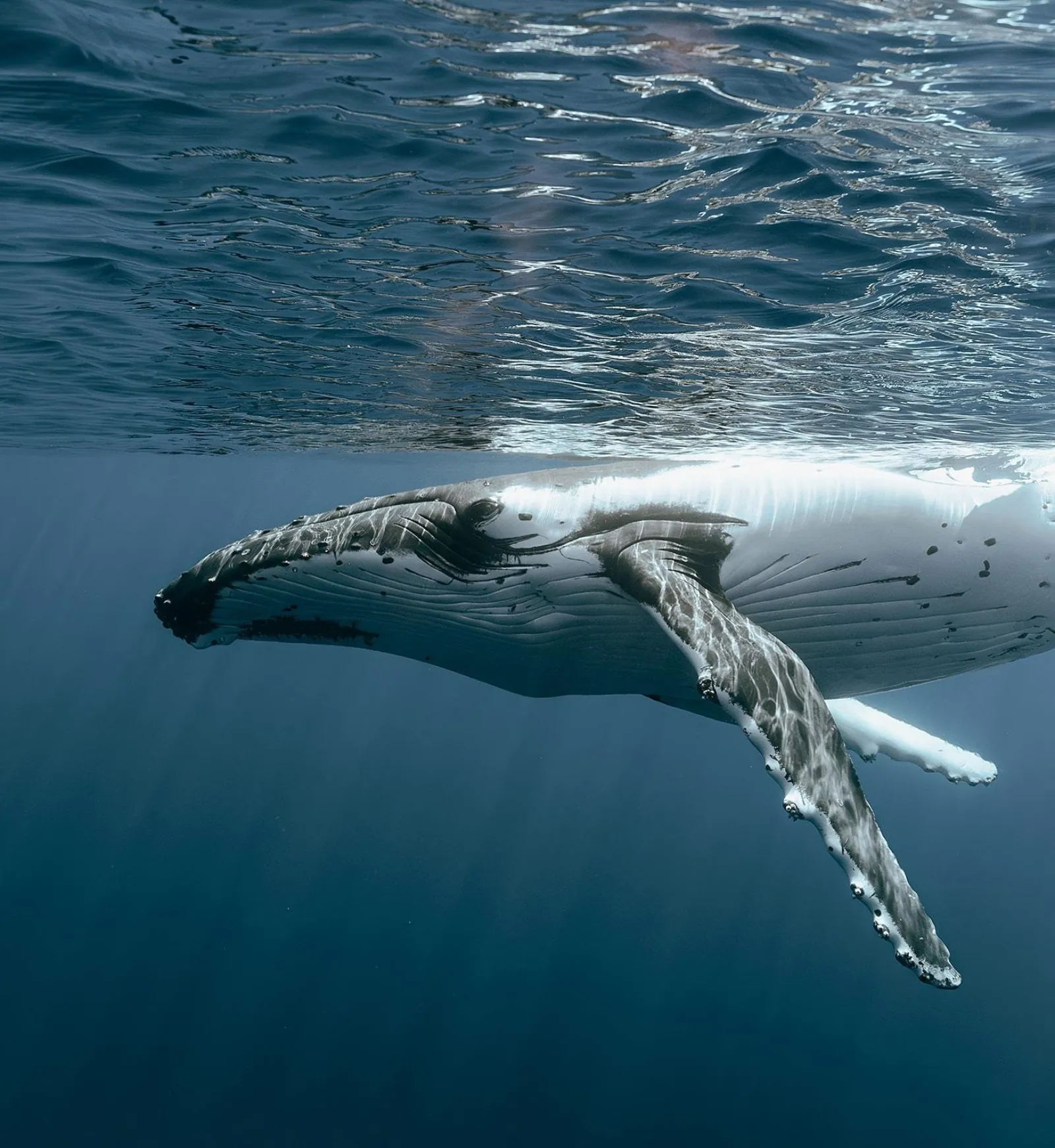 Humpback whale turning on its side below the surface, pectoral fin extended