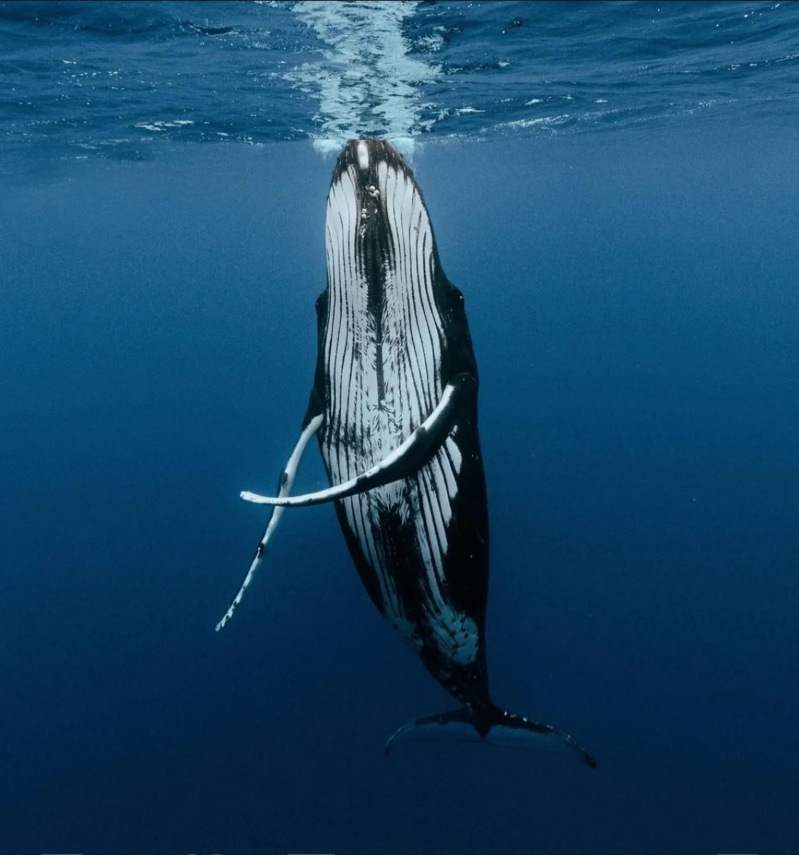Humpback whale rising vertically toward the surface with white pectoral fins
