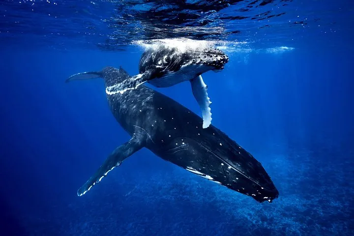 Moorea Whale Tour: Watching and Swimming (Temoana Tours)
