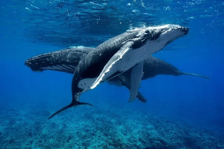 Two humpback whales swimming together over a reef in clear blue water