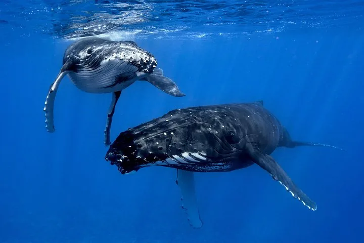 Humpback calf and its mother side by side underwater, pectoral fins spread