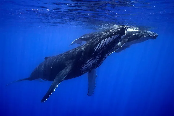 Humpback whale gliding just below the surface in deep blue water