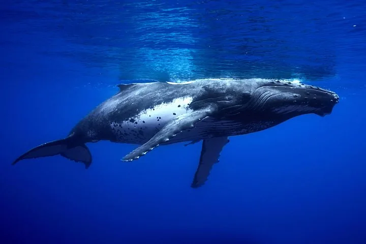 Humpback whale with a white-flecked belly swimming horizontally underwater