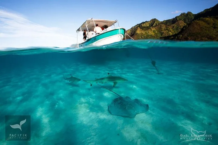 Moorea Humpback Whale and Marine Life Tour