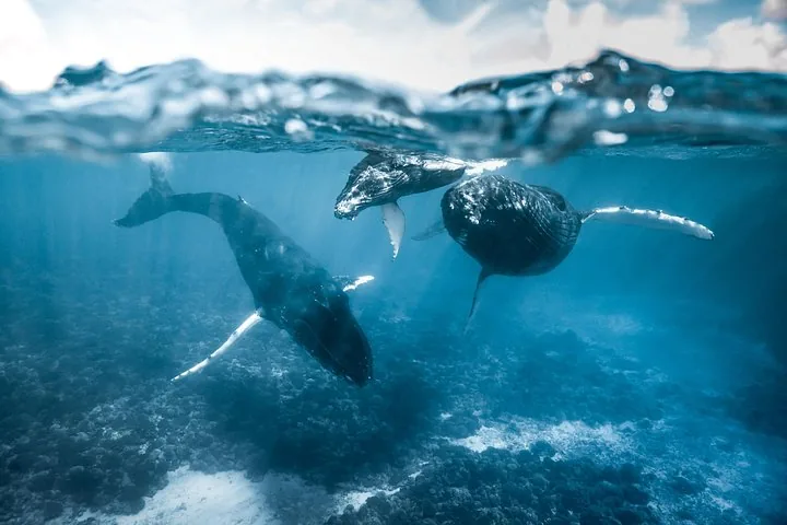 Three humpback whales swimming over the reef just below the surface