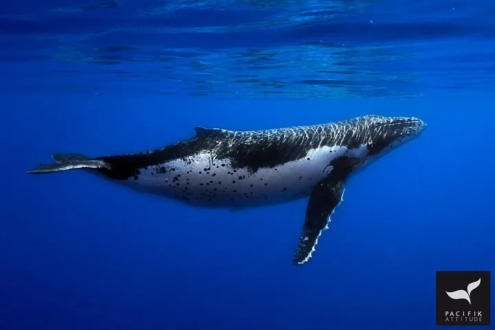 Adult humpback whale swimming just below the surface in deep blue water