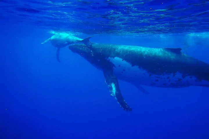Humpback mother and calf swimming together below the surface