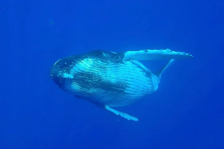 Humpback whale turning in clear blue water, throat grooves and pectoral fin visible