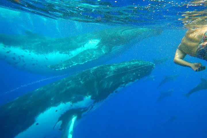 Snorkeler at the surface beside two humpback whales passing close below