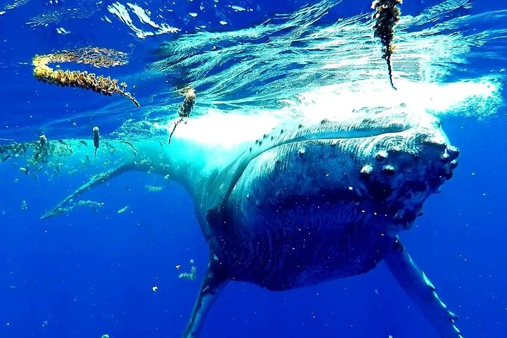 Moorea Humpback Whale Tour: Watch or Swim